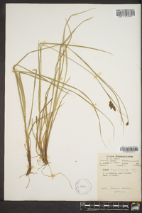 Carex caroliniana image