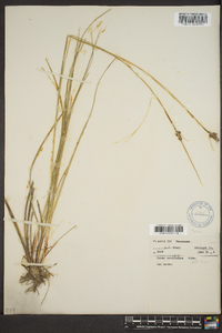 Carex caroliniana image