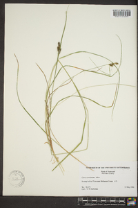 Carex caroliniana image