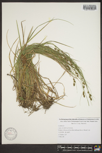 Carex caroliniana image