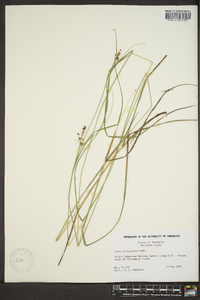 Carex caroliniana image