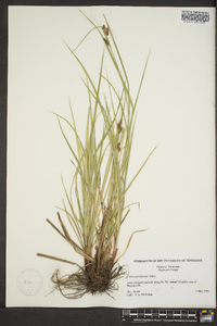 Carex caroliniana image