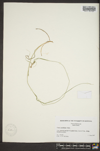 Carex caroliniana image