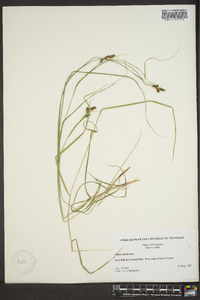 Carex caroliniana image