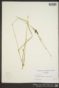 Carex caroliniana image