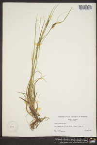 Carex caroliniana image