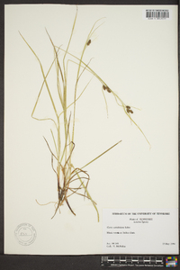 Carex caroliniana image