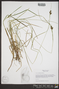 Carex caroliniana image