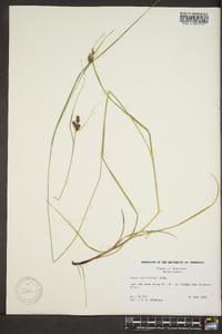 Carex caroliniana image