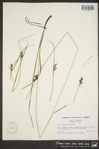 Carex caroliniana image