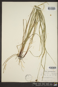 Carex caroliniana image