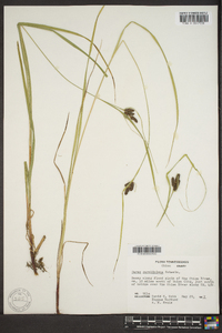 Carex caroliniana image