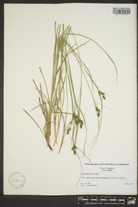 Carex caroliniana image