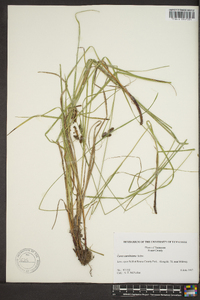 Carex caroliniana image