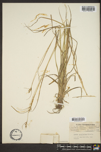 Carex caroliniana image