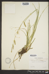 Carex cherokeensis image