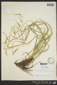 Carex cherokeensis image