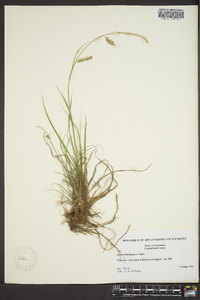 Carex cherokeensis image