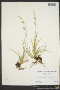 Carex cherokeensis image