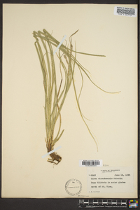 Carex cherokeensis image