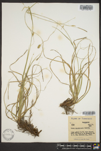 Carex cherokeensis image