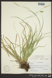 Carex cherokeensis image