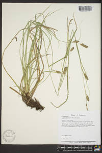 Carex cherokeensis image