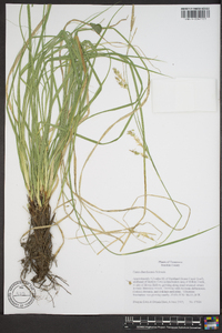 Carex cherokeensis image