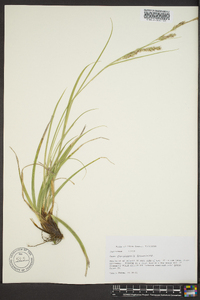 Carex cherokeensis image