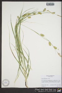 Carex cherokeensis image