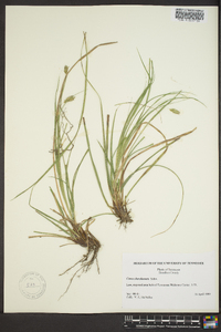 Carex cherokeensis image