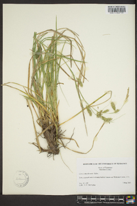 Carex cherokeensis image