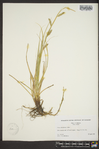 Carex cherokeensis image