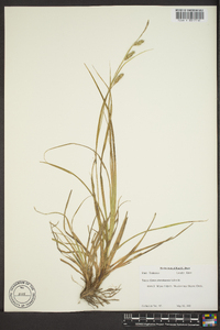 Carex cherokeensis image