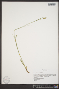 Carex cherokeensis image