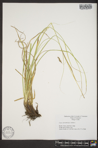 Carex cherokeensis image