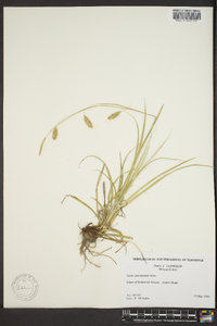 Carex cherokeensis image