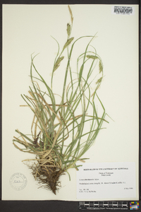 Carex cherokeensis image