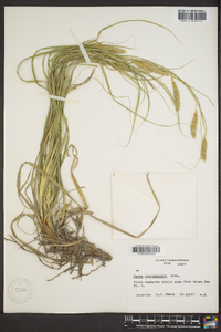 Carex cherokeensis image