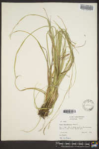 Carex cherokeensis image