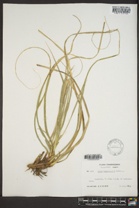 Carex cherokeensis image