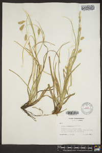 Carex cherokeensis image