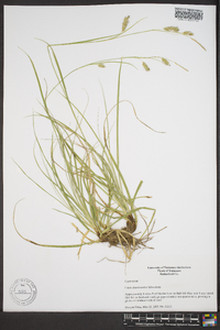 Carex cherokeensis image