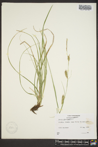 Carex cherokeensis image