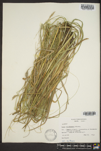 Carex cherokeensis image