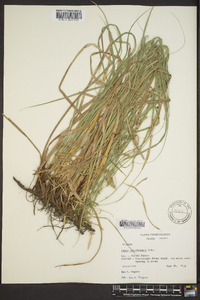 Carex cherokeensis image