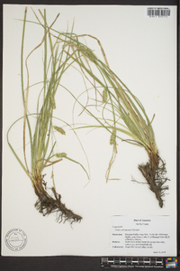 Carex cherokeensis image