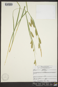 Carex cherokeensis image