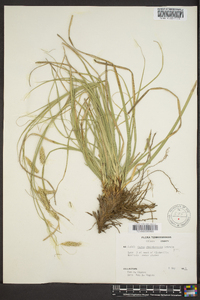 Carex cherokeensis image