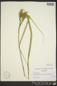 Carex comosa image